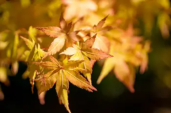 Herbstzeit -Zuordnen „Bäume und deren Blätter“