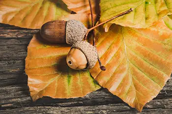 Wetterregeln im Herbst – Zuordnen