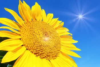 Sonne